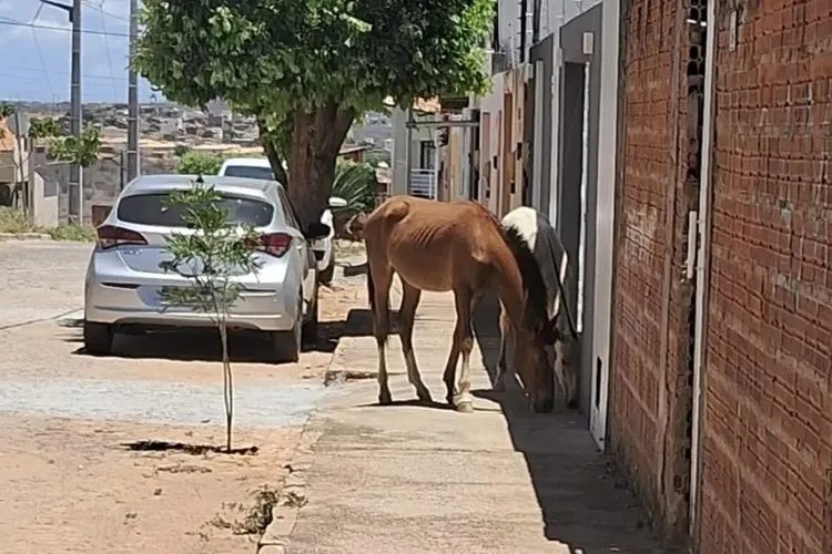 Brumado aperta o cerco contra animais soltos em vias públicas; multa chega a R$ 500