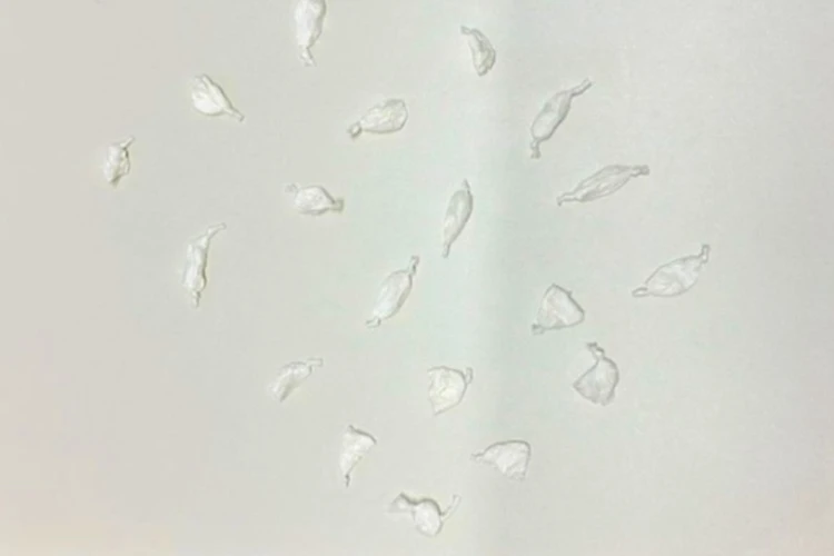 4ª CIPM apreende 20 papelotes de cocaína durante patrulhamento em Macaúbas