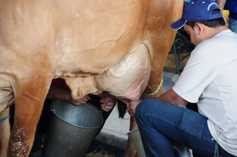 Brumado terá Unidade Demonstrativa do Leite Bahia