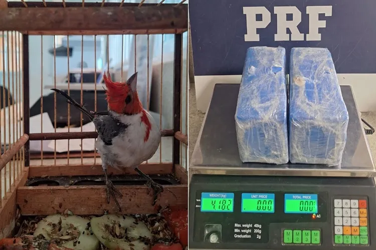 PRF resgata aves silvestres e apreende drogas em Vitória da Conquista