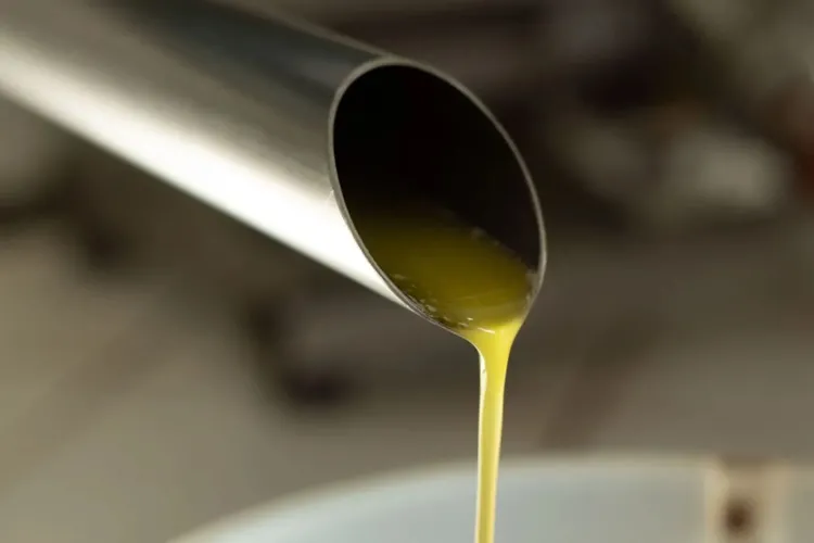 Rio de Contas produz primeiro azeite extravirgem do Nordeste