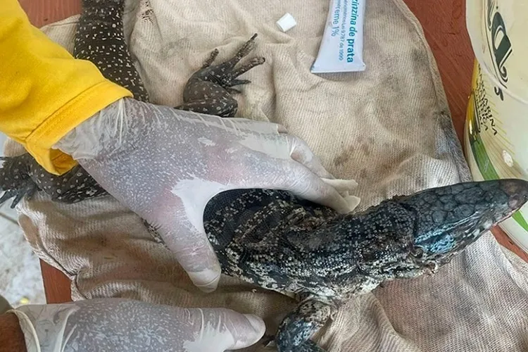Teiú é resgatado com queimaduras em Livramento de Nossa Senhora