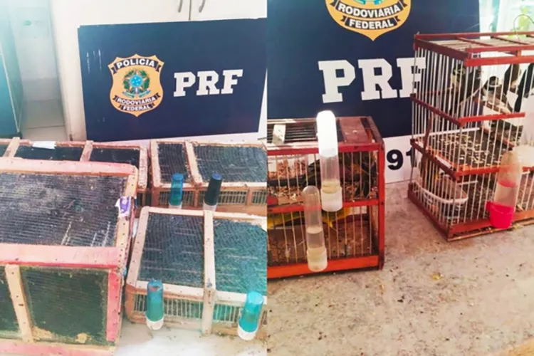 Quase 500 pássaros silvestres são resgatados em Vitória da Conquista