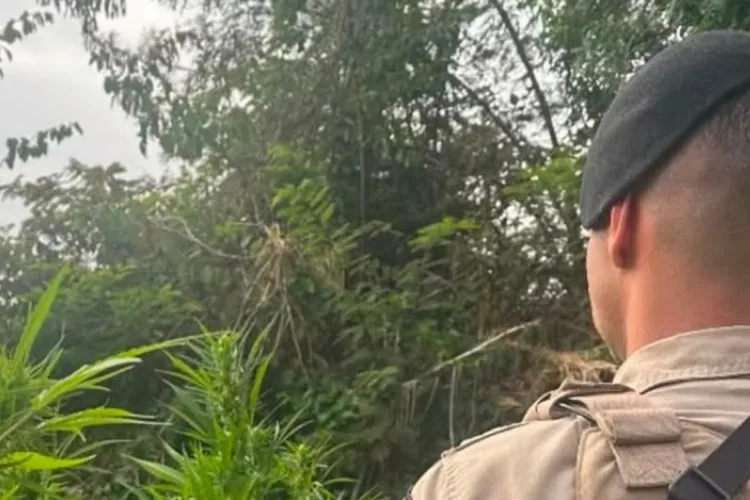 Operação Quintal Limpo desmonta estufa com 3 mil pés de maconha em Caetité