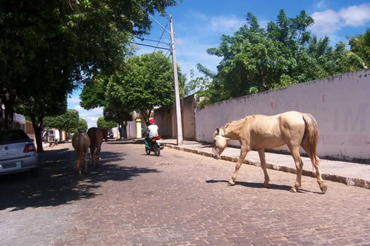 Prefeitura de Brumado intensifica fiscalização de animais de médio e grande porte nas vias públicas