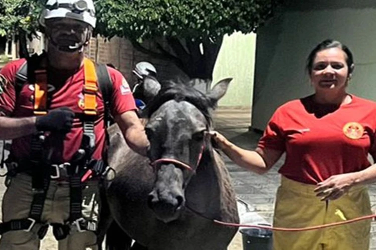 Livramento de Nossa Senhora: Potro é resgatado após cair em poço