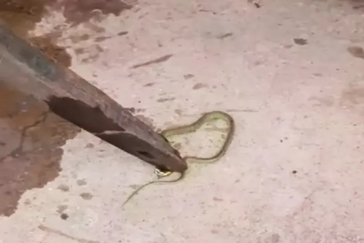 Muquém do São Francisco: Crianças passam mal em escola e cobra é encontrada em bebedouro