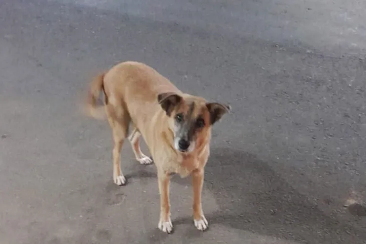 Motociclista é atacada por cão de rua e tem perna ferida em Livramento de Nossa Senhora
