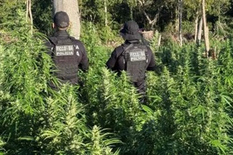 Polícia localiza roça com 50 mil pés de maconha em Muquém do São Francisco