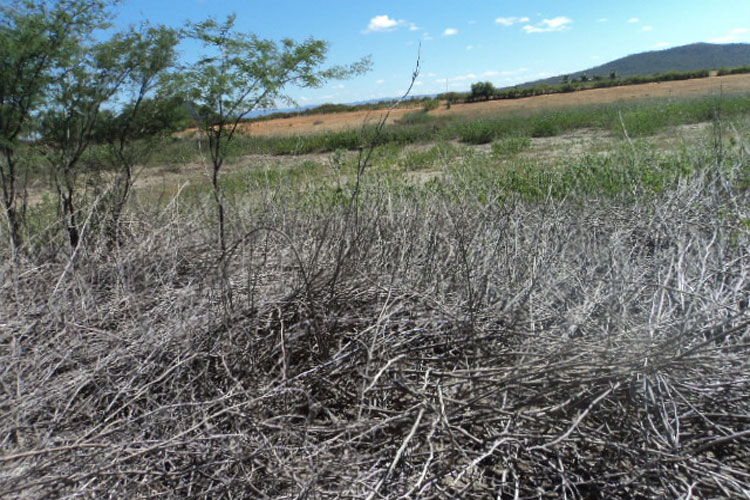 Brumado: Prefeitura publica decreto declarando situação de emergência devido à estiagem