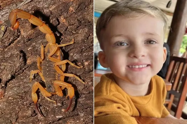 Criança de 3 anos morre após ser picada por escorpião no interior de São Paulo