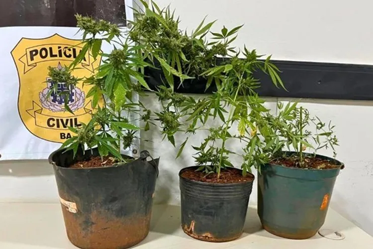 Rondesp flagra cultivo de maconha no quintal e prende suspeito em Riacho de Santana