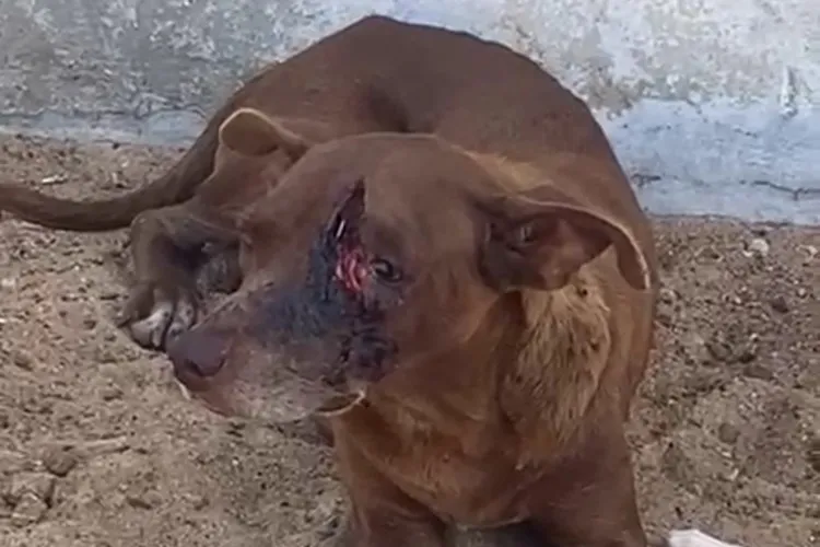 Polícia Civil apura denúncias de maus tratos contra cachorro em Brumado