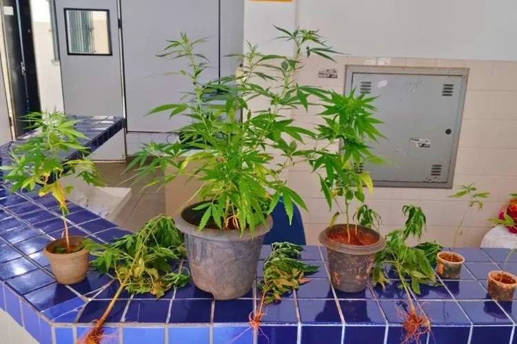24º BPM descobre plantação de maconha em casa de Brumado