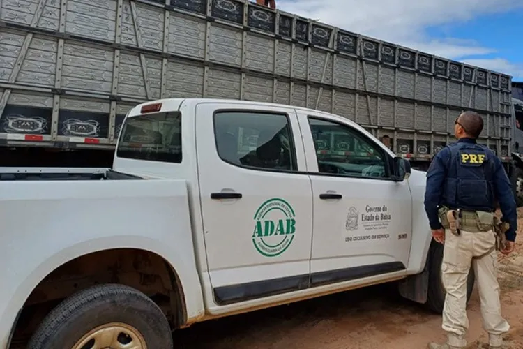 PRF identifica transporte irregular de 50 animais na BR-242 em Seabra