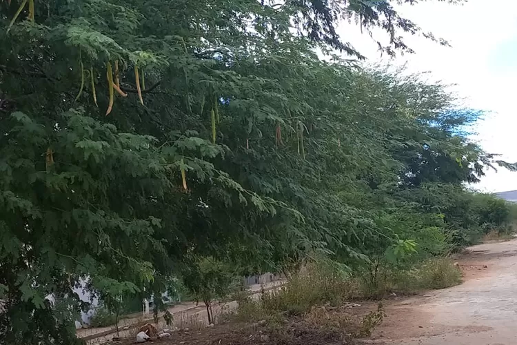 Brumado: Moradores do Bom Jesus cobram roçagem de lotes no Loteamento Umbuzeiros