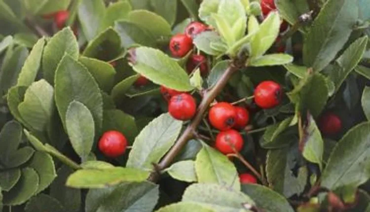 Bahia é responsável por 64% do guaraná produzido no Brasil