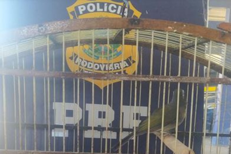 PRF flagra motociclista transportando 'Trinca-ferro' na BR-116 em Jequié