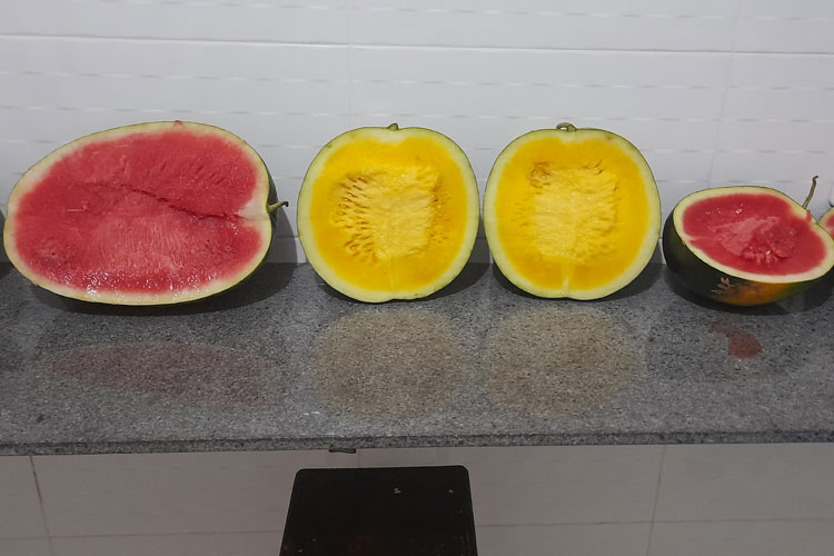 Melancia amarela e sem caroço começa a ser produzida em Brumado