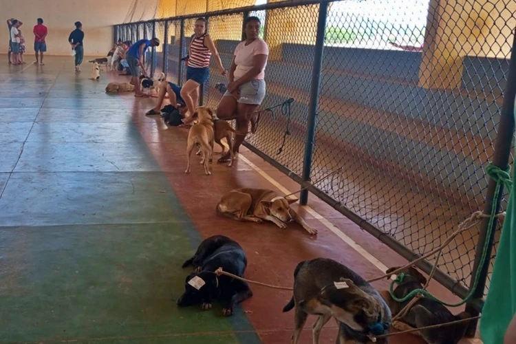 Prefeitura de Livramento de Nossa Senhora promove castração gratuita de cães e gatos