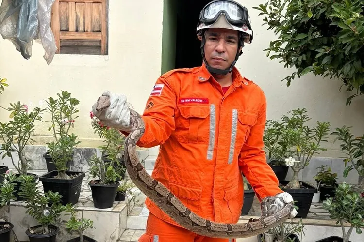 Jiboia é resgatada dentro de residência na cidade de Bom Jesus da Lapa