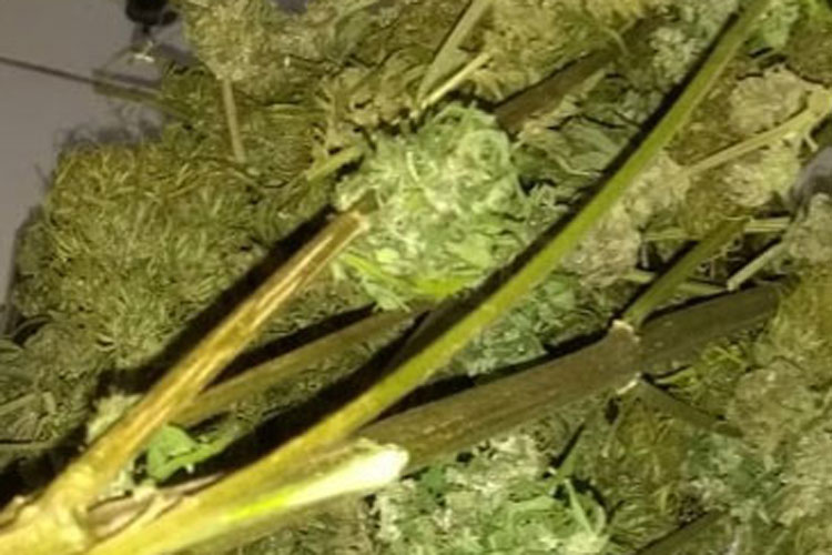 Ibicoara: Policial é agredido com tapa no rosto durante apreensão de tipo raro de maconha