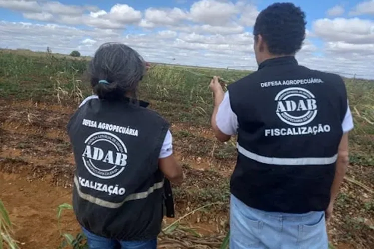 Fiscalização da Adab em Caetité combate venda irregular de mudas