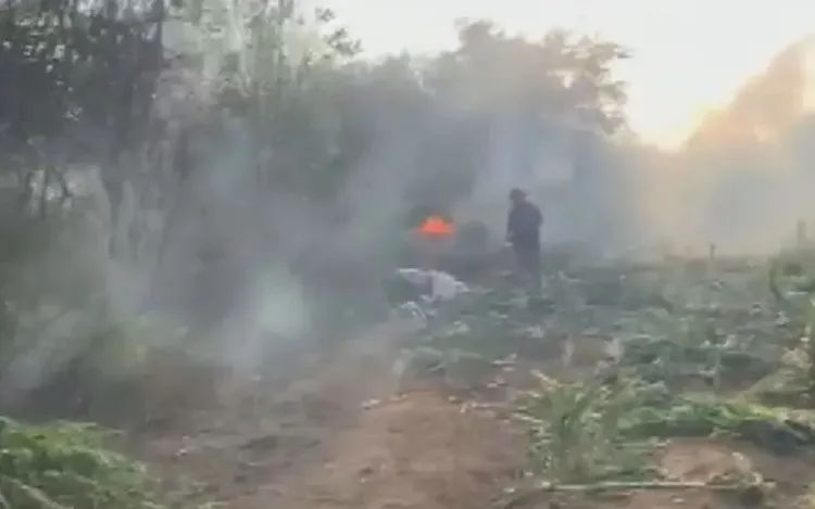 Polícia Federal destrói 130 mil pés de maconha no norte da Bahia