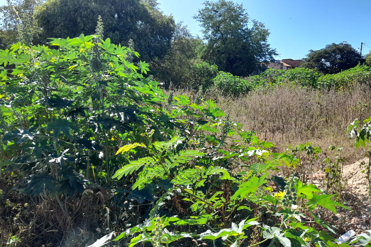 Brumado: Projeto não sai da gaveta e praça abandonada gera transtornos aos moradores