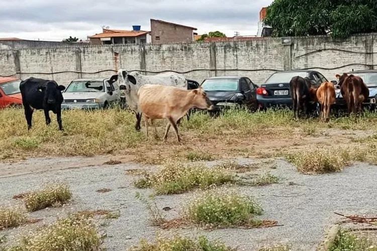 SMTran recolhe 95 bovinos e equinos soltos nas vias urbanas de Guanambi