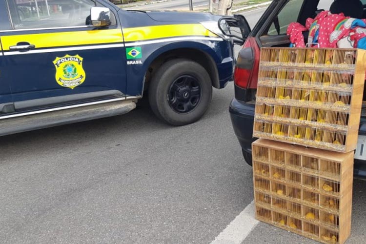 Jequié: 49 pássaros silvestres são resgatados em situação de maus-tratos na BR-116