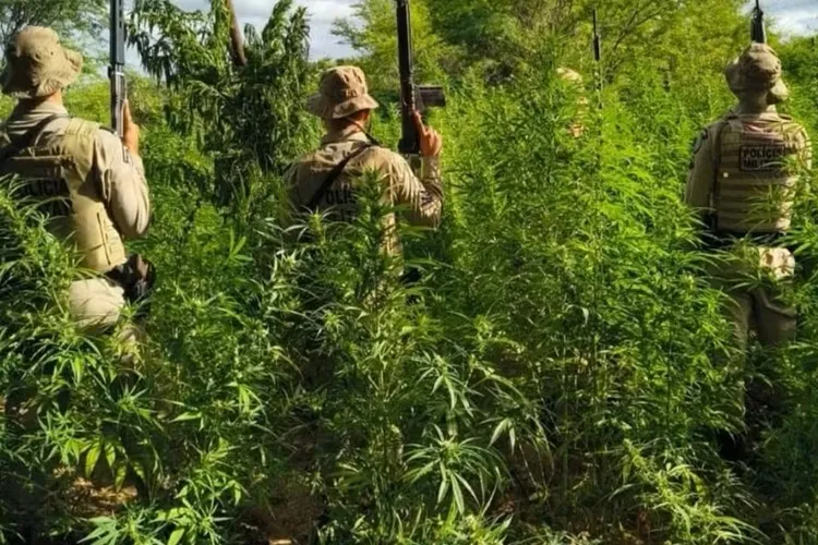 Operação encontra e destrói mais de 26 mil pés de maconha em Curaçá