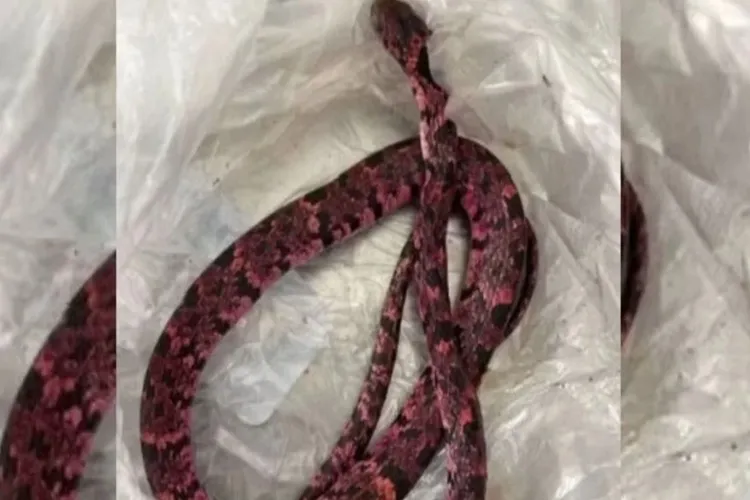 Homem engole cobra e vomita animal após ingerir bebida alcoólica