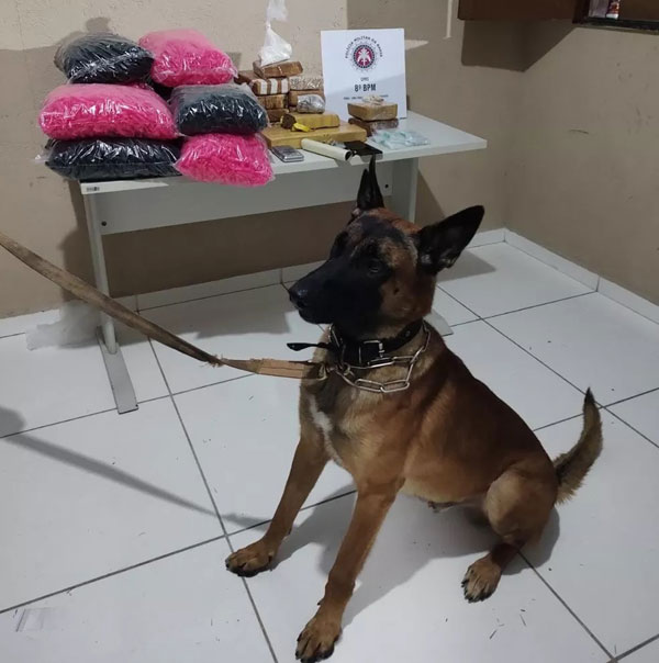 Cerca de 14 kg de drogas são encontradas em imóvel em Porto Seguro