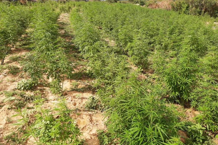 Plantação com 250 mil pés de maconha é encontrada pela polícia no norte da Bahia