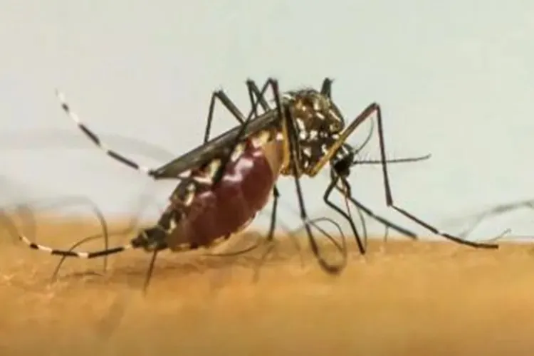 Casos de dengue e chikungunya custaram R$ 1,2 bilhão ao sistema de saúde