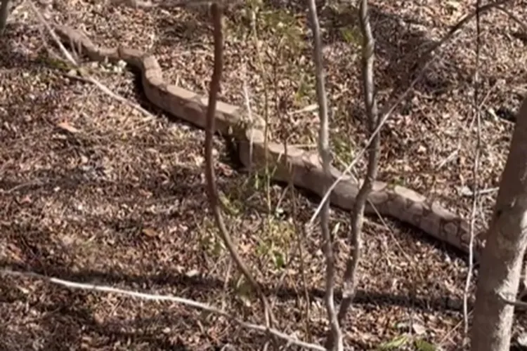 20° BBM resgata jiboia de área residencial da cidade de Bom Jesus da Lapa