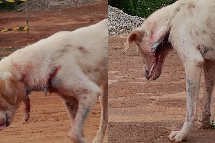 Brumado: Populares denunciam maus tratos após socorrerem cachorro atacado com golpes de facão