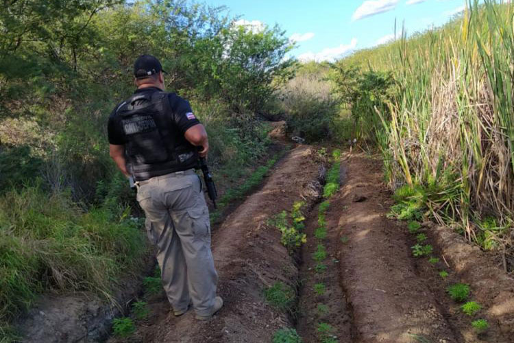 Polícia destrói plantação com mais de mil pés de maconha no interior baiano