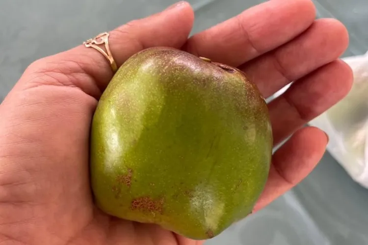 Projeto Umbu Gigante preserva espécie e cria fonte de renda em Paramirim