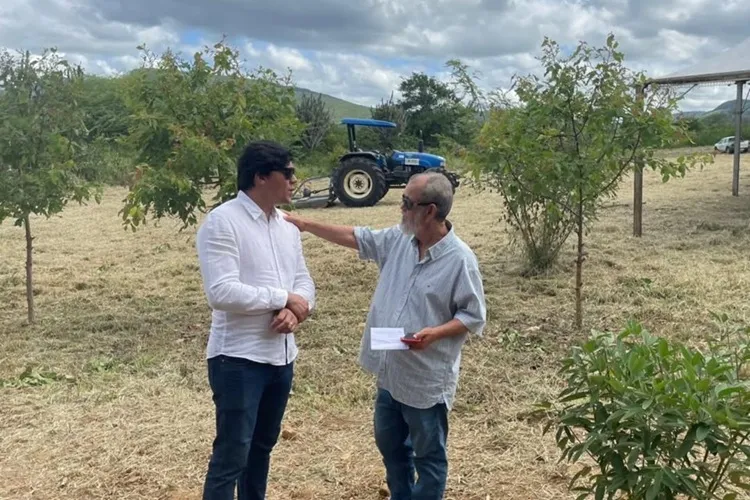 Projeto Umbu Gigante preserva espécie e cria fonte de renda em Paramirim