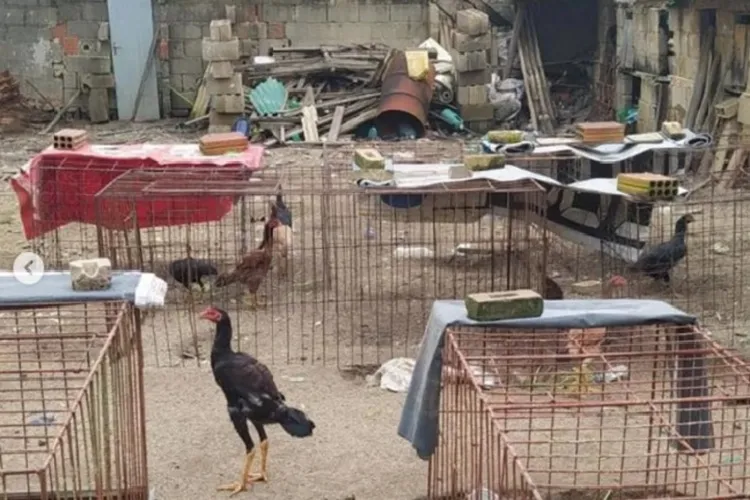 Dono de bar é preso em flagrante por manter rinha de galo e arma ilegal em Planalto