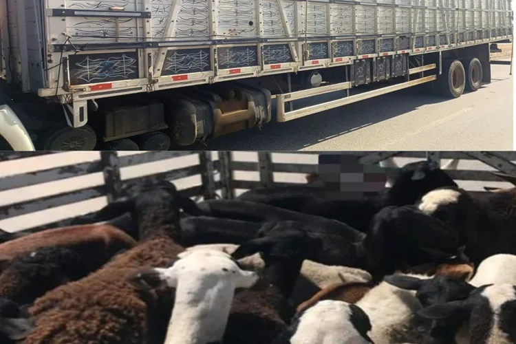 Brumado: PRE tem flagrado transporte irregular de animais no sudoeste baiano