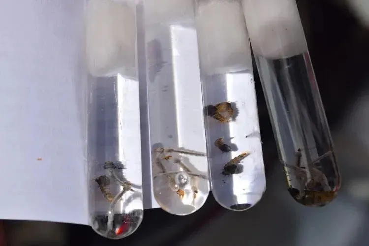 Mortes por dengue chegam a 85 e 134 cidades estão em epidemia da doença na Bahia