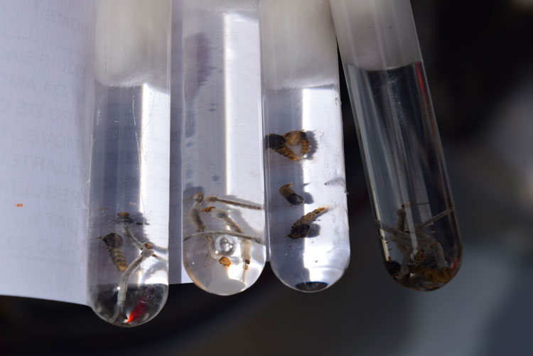 Brumado em alerta com aumento de notificações de arboviroses e foco do aedes-aegypti