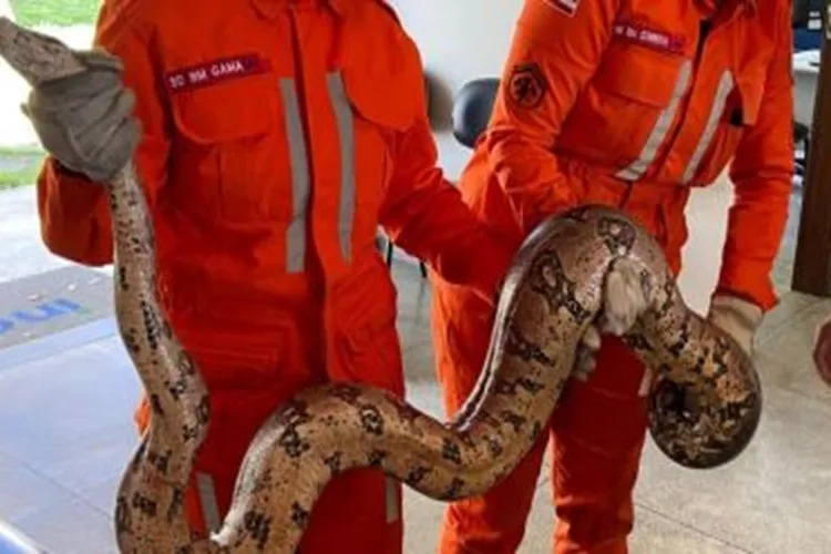 Picadas de serpentes preocupam no São João