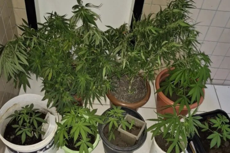 29ª CIPM apreende pés de maconha, haxixe e cocaína e prende dupla em Seabra