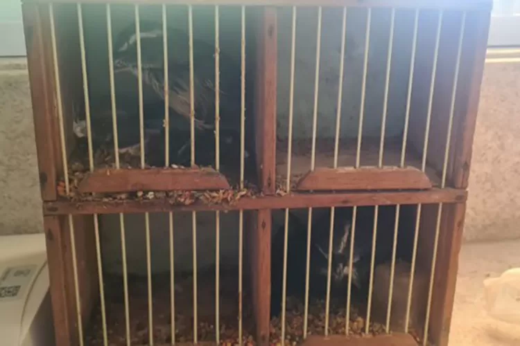 PRF resgata aves silvestres durante fiscalização a ônibus em Vitória da Conquista