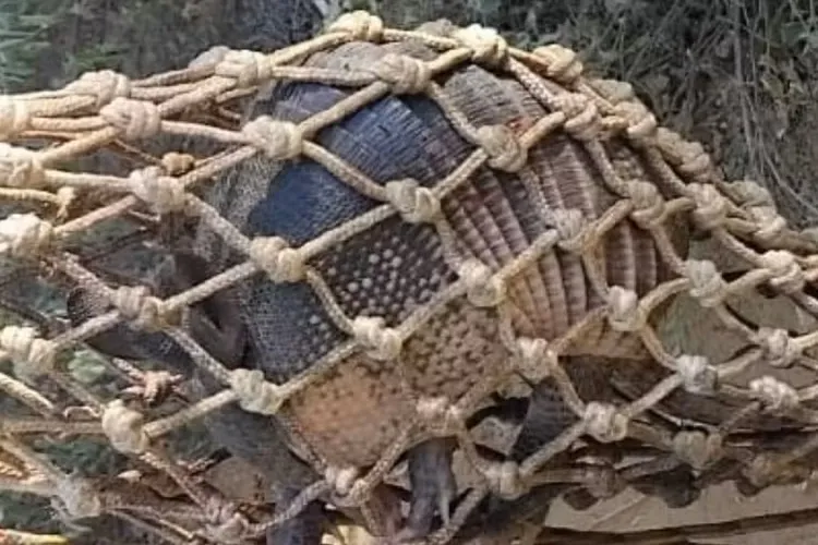 Operação desarticula torneio ilegal de caça de animais silvestres em Curaçá