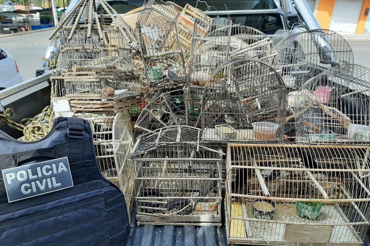 Mais de 30 pássaros silvestres são apreendidos em residência da cidade Anagé